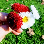 Hatice