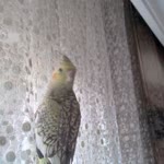 Hasan