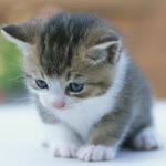 Alper