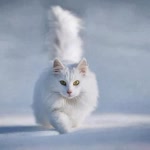 Ayse