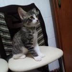 Herşey