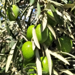 Osman