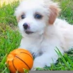 Onur