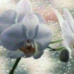 Nesrin