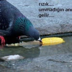 Melek