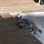 Yasemin