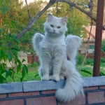 Bertay