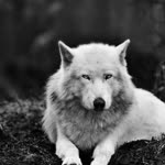 Attila