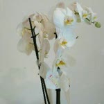 Seda