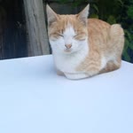 Miraç