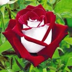 İsmail