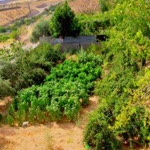 Osman
