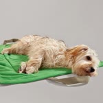 Banu