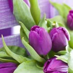 Hatice