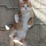 Ezgi