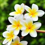 Fulya