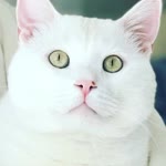 Zuhal