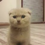 Yasemin