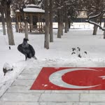 Önder