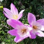 Veysel