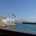Zeynep