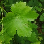 Şahin
