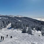 Avcı