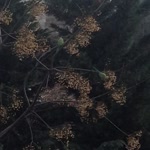 Mutlu