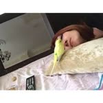 Yaprak