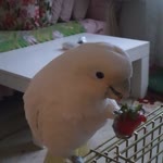 Sultan