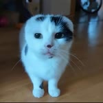 Zeytin