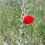 Sacide