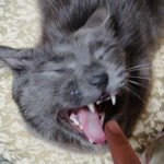 Zeynep
