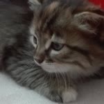 Belinay