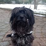 Sibel