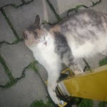 Sümbül
