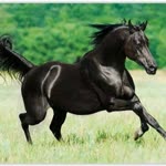 Yakup