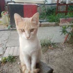 Doğan