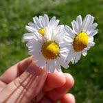 Deniz