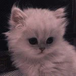 Melisa