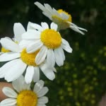 Sibel