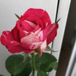 Serpil