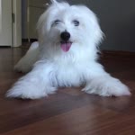 Nurgul