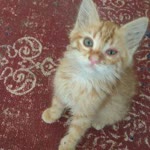 Ozgur