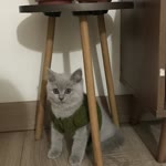 Neslihan