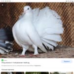 Vedo