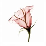 Derya