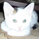 Kalem