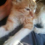 Murat