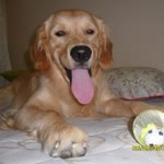 Umut